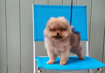 Adorable Pomeranian Puppy boy for Sale