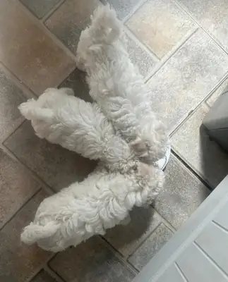 2 lovely Maltese female available