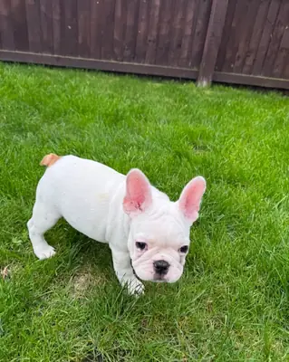 French Bulldog KC reg puppies