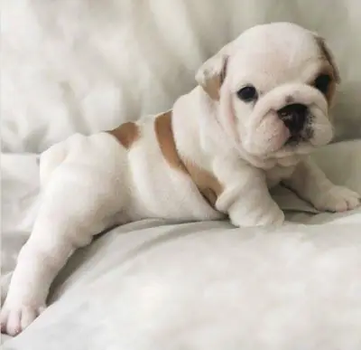 Regalo Cachorros de bulldog ingles disponibles para adopciónw