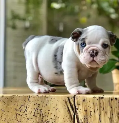 Regalo Cachorros de bulldog ingles disponibles para adopción0
