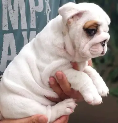 Regalo Cachorros de bulldog ingles disponibles para adopciónk