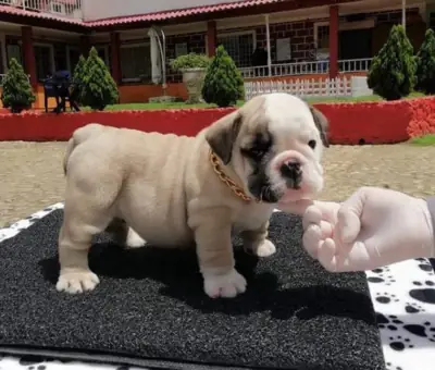 Regalo Cachorros de bulldog ingles disponibles para adopcióne