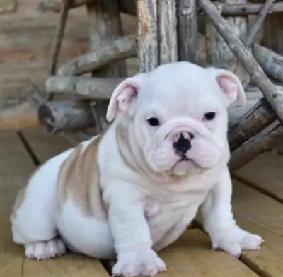 Regalo Cachorros de bulldog ingles disponibles para adopciónd
