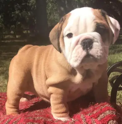 Cadeau chiots bulldog anglais disponibles pour adoption