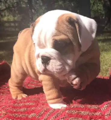 Cadeau chiots bulldog anglais disponibles pour adoption