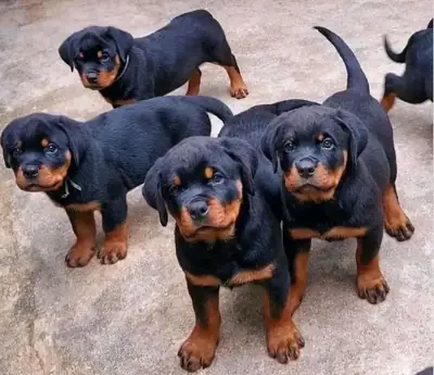 Regalo Cachorros de Rottweiler disponibles 