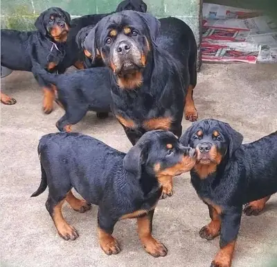 Regalo Cachorros de Rottweiler disponibles1