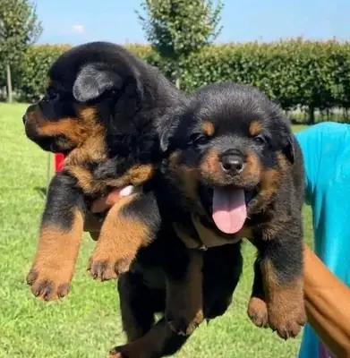 Regalo Cachorros de Rottweiler disponiblesa