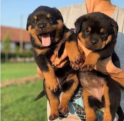 Regalo Cachorros de Rottweiler disponiblesw