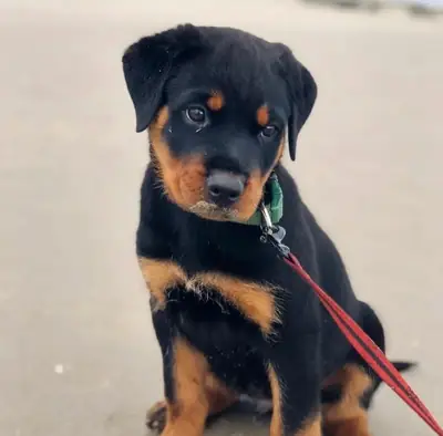 免费罗威纳犬幼犬可用
