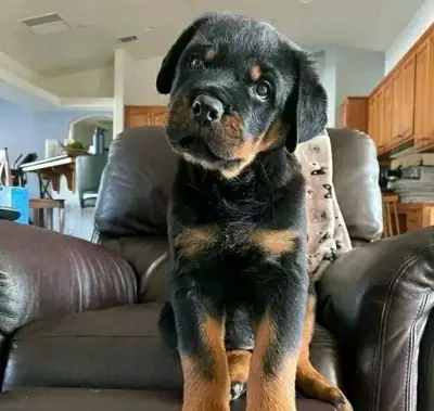 Regalo Cachorros de Rottweiler disponibles c