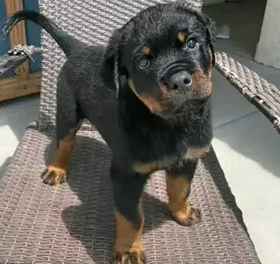 Regalo Cachorros de Rottweiler disponiblesz