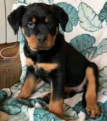 免费罗威纳犬幼犬可用