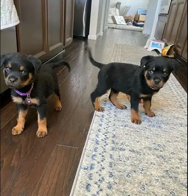 Regalo Cachorros de Rottweiler disponiblese