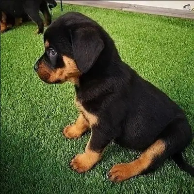 Regalo Cachorros de Rottweiler disponiblesl