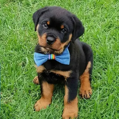 Cadeau Chiots Rottweiler Disponibles