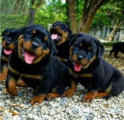 Chiots Rottweiler gratuits disponibles7