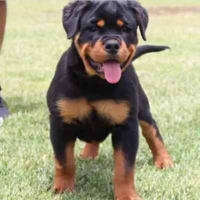 Regalo Cachorros de Rottweiler disponibles