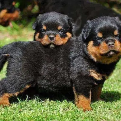 Regalo Cachorros de Rottweiler disponible