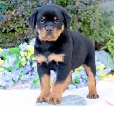 Regalo Cachorros de Rottweiler disponible o