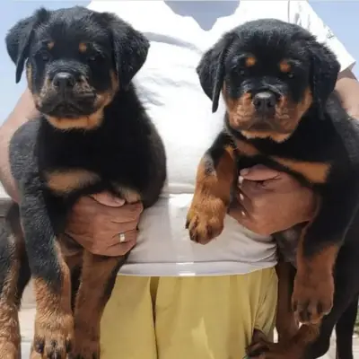 Regalo Cachorros de Rottweiler disponibles v