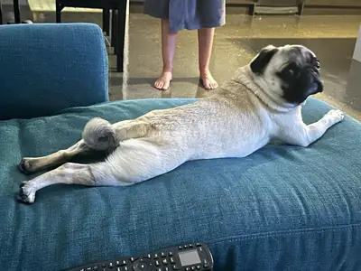 Pug sahiplendirme
