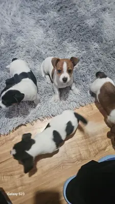  .Jack russell puppies