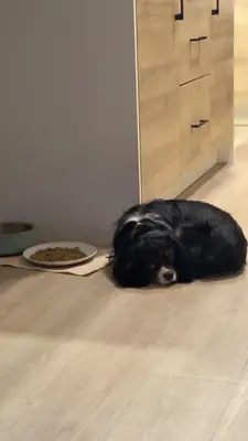 Cavalier king charles için daha ilgili bir ev lazım