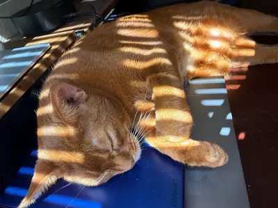 Abyssinian kedi biraz hareketli