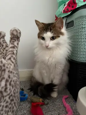 Norveç orman kedisi sahiplendirme