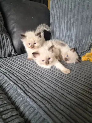 Ragdol kittens  Fluffy lovely purebred 