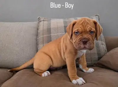 Hermosos cachorros de Dogo de Burdeos