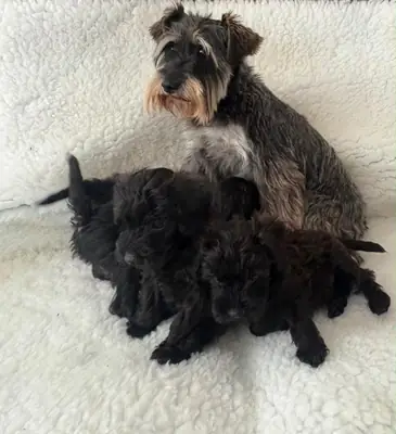 Cachorros Schnoodle