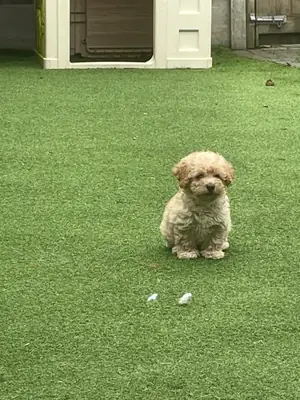 卡瓦普雄幼犬
