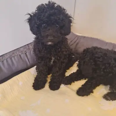 Cachorros Caniche Toy