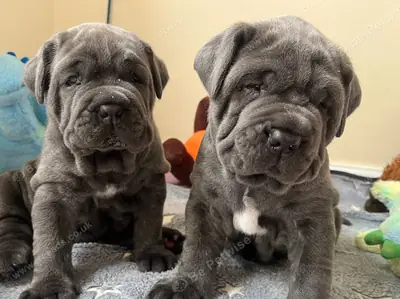 Beautiful Neapolitan masstiff puppy’s