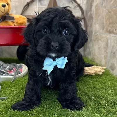 Cachorro de Cavapoo adorable cerca de mí