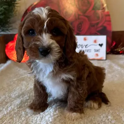 可爱的卡瓦普犬幼崽