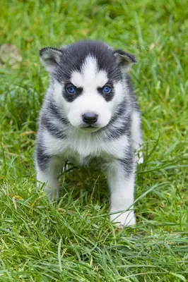 Cachorros Husky Siberiano