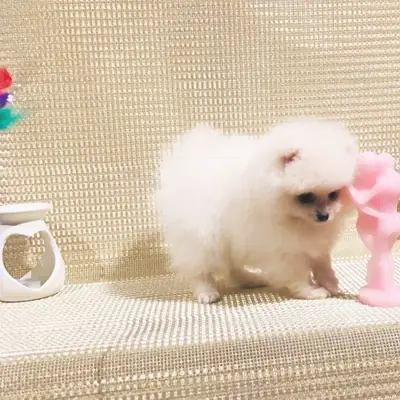 博美犬幼崽