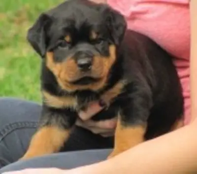 罗威纳犬幼犬