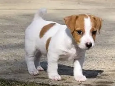 Adorables cachorros de Jack Russell