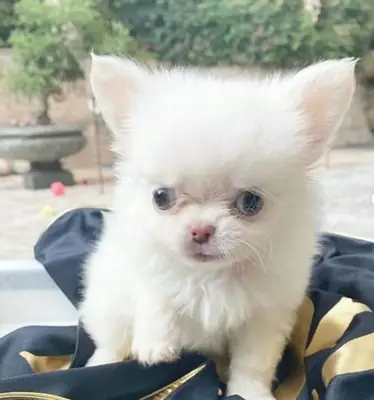 Cachorros de Chihuahua en adopción