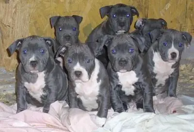 Hermosos cachorros de American Pitbull