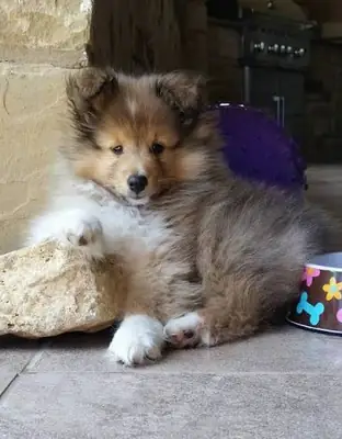 Chiots Sheltie Doux à Adopter