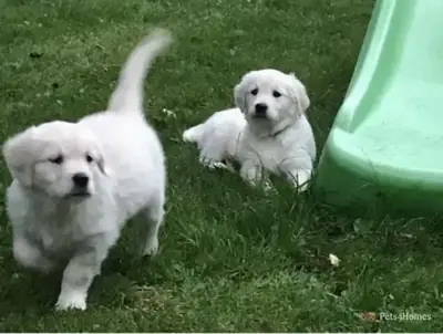 可爱的金毛猎犬幼犬待领养