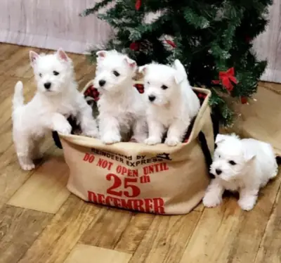 Preciosos cachorros Westie registrados