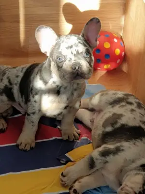 Adorable French bulldog puppies