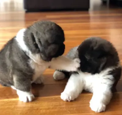 Précieux chiots Akita